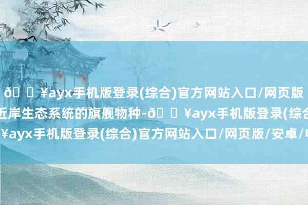 🔥ayx手机版登录(综合)官方网站入口/网页版/安卓/电脑版亦然海洋近岸生态系统的旗舰物种-🔥ayx手机版登录(综合)官方网站入口/网页版/安卓/电脑版